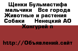 Щенки Бульмастифа мальчики - Все города Животные и растения » Собаки   . Ненецкий АО,Хонгурей п.
